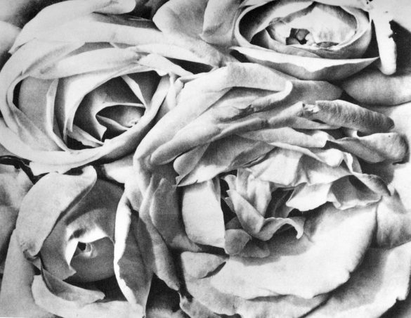 Tina Modotti Rosa